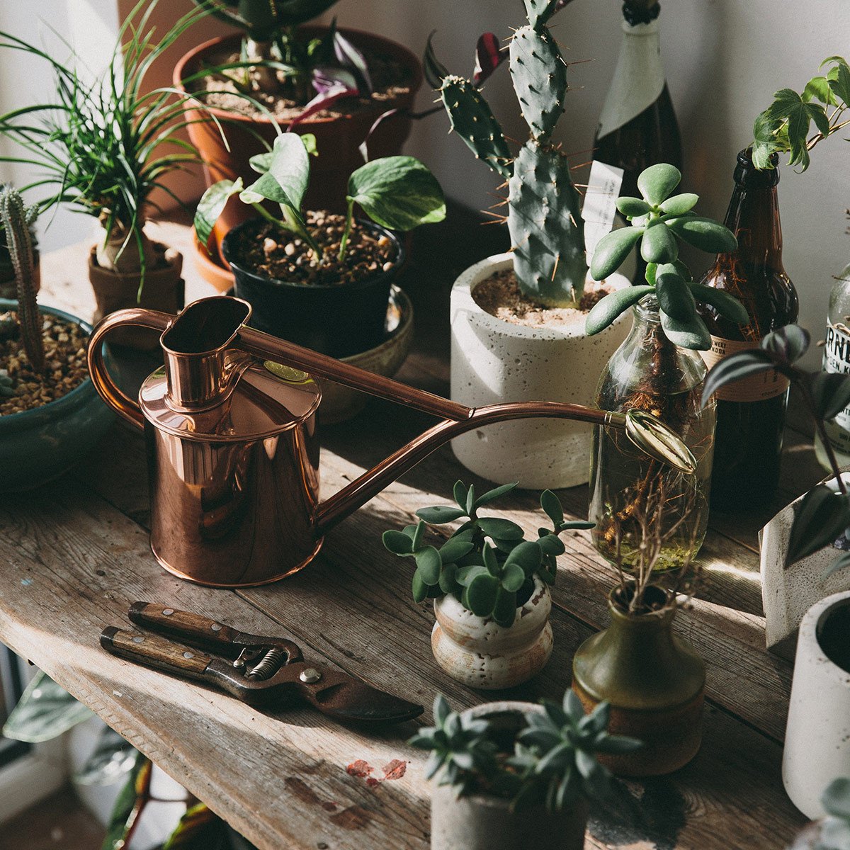 copper watering can for indoor plants Copper Watering Can