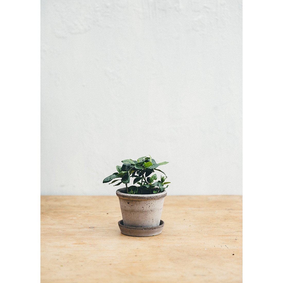 Parade Antique Grey Plant Pot