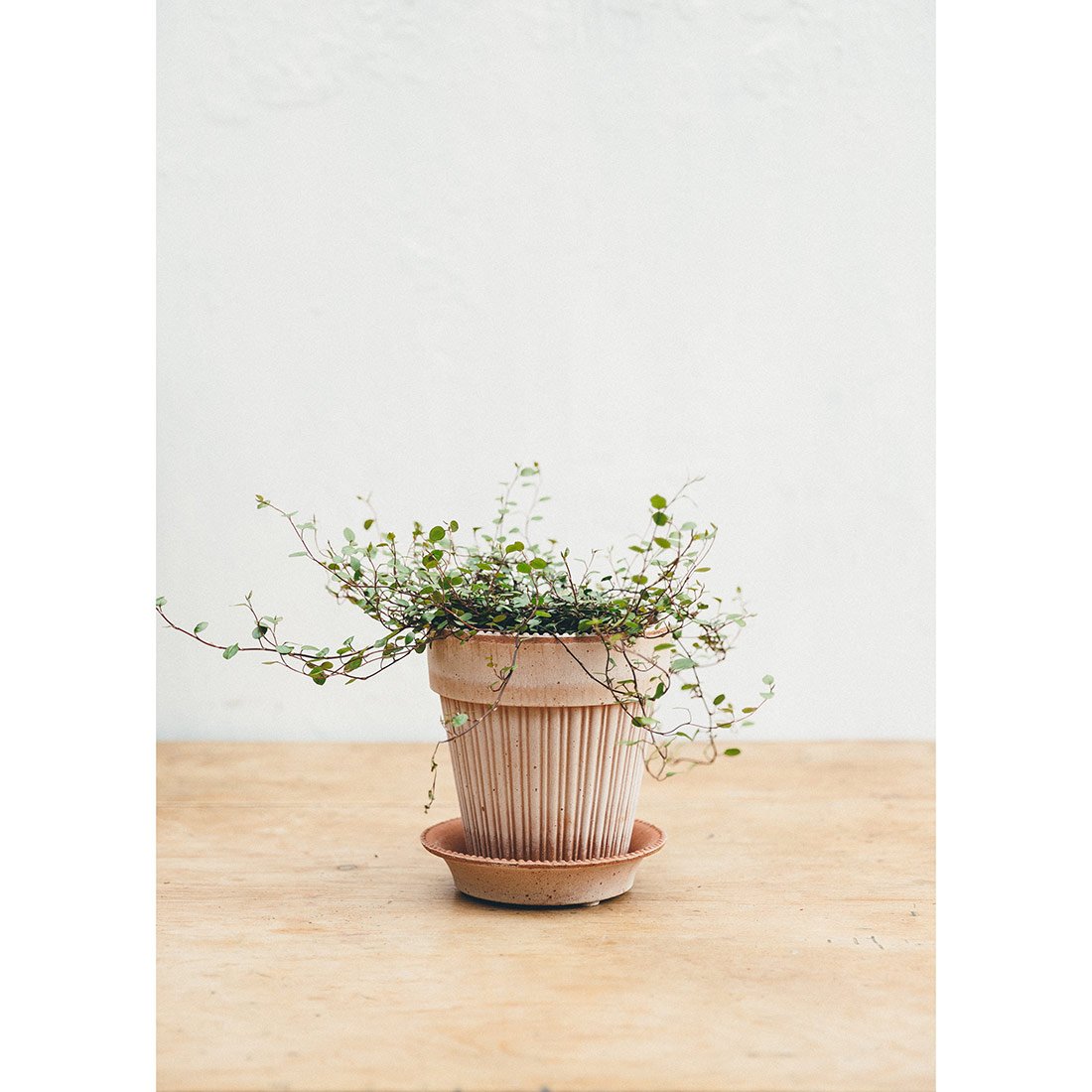 Parisian Antique Rose Plant Pot