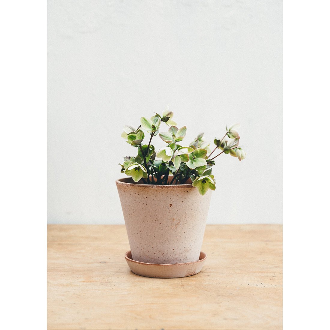 Rustic Antique Rose Plant Pot
