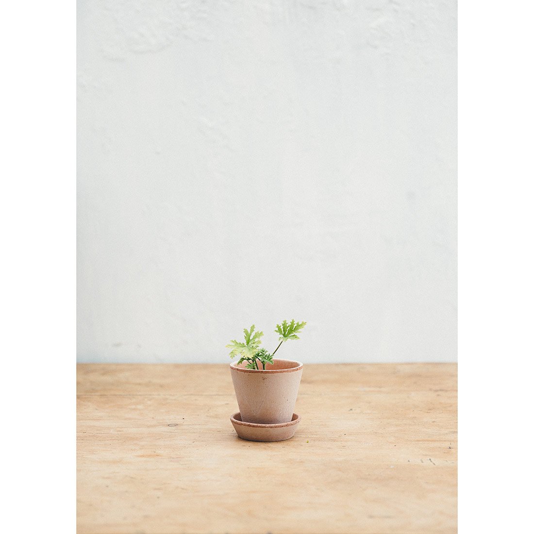Rustic Antique Rose Plant Pot