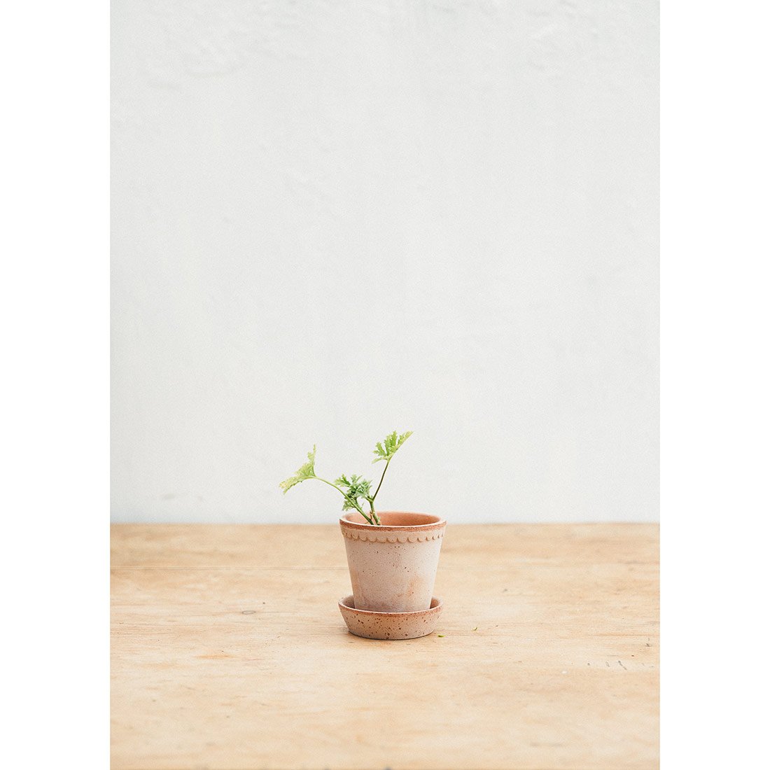 Scalloped Antique Rose Plant Pot