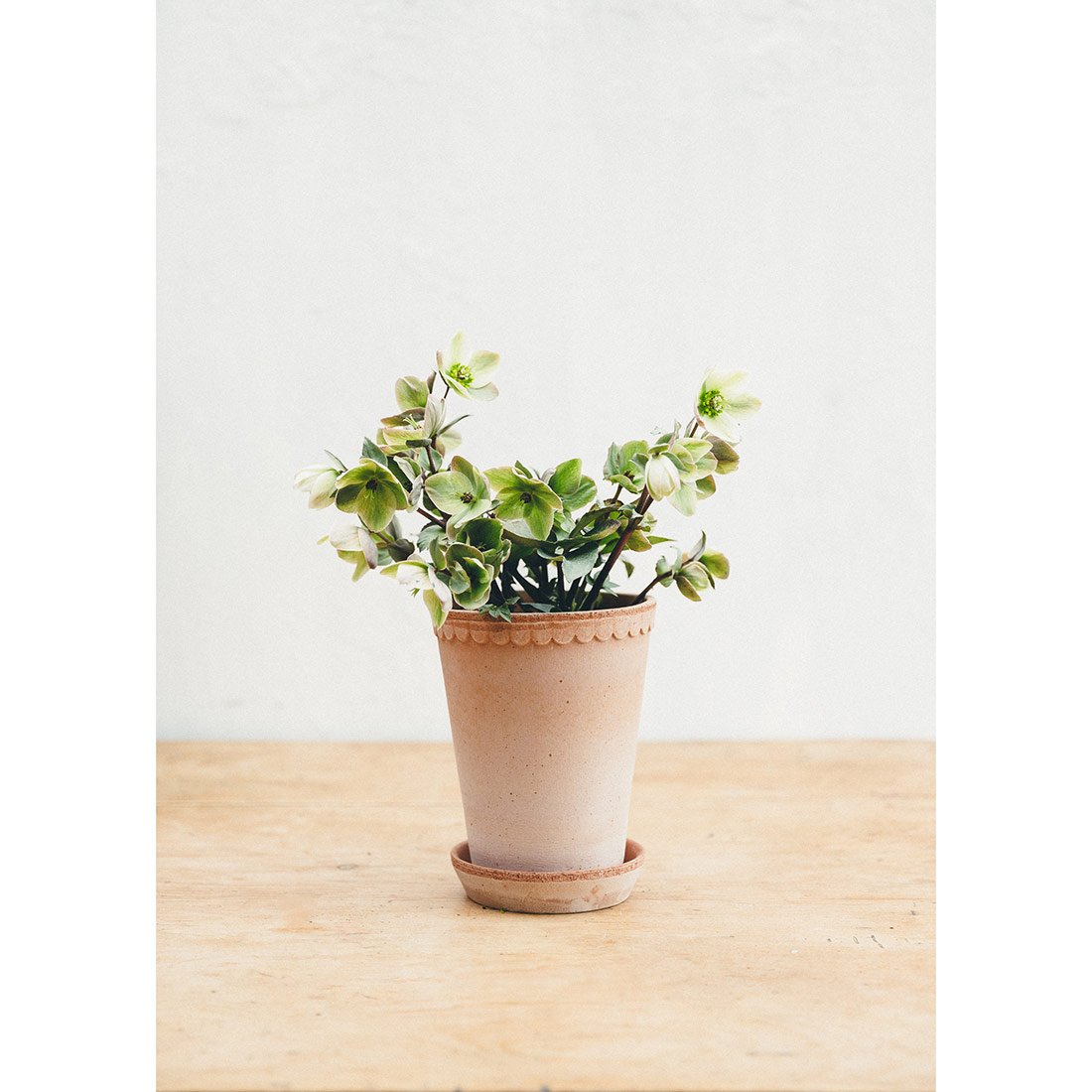 Scalloped Antique Rose Plant Pot